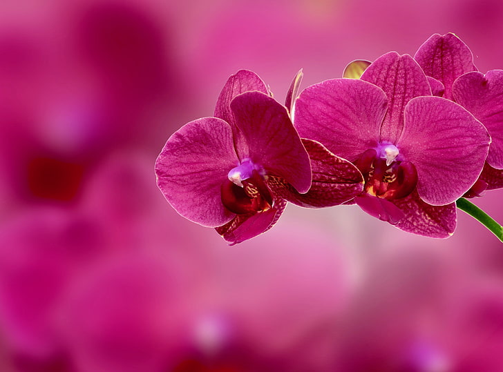 papillon rouge, orchidée, fleur, pétales, rose, Fond d'écran HD