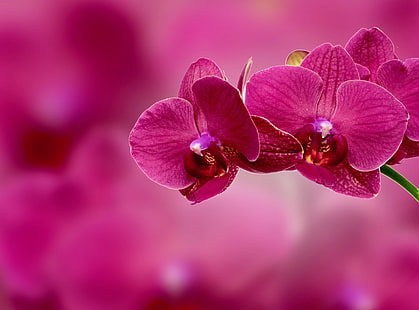 orchidea falena rossa, orchidea, fiore, petali, rosa, Sfondo HD HD wallpaper