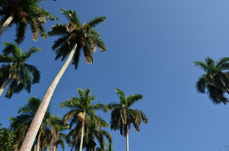 palmy, przyroda, niebo, Kuba, Tapety HD
