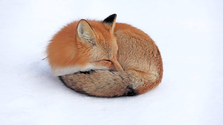 สุนัขจิ้งจอก, หิมะ, ลง, นอนขดตัว, นอนหลับ, วอลล์เปเปอร์ HD