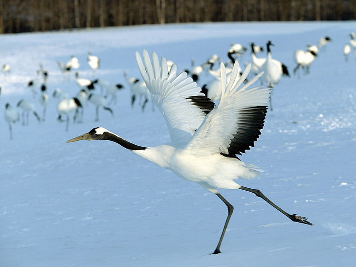 black and white crane, stork, snow, flock, bird, flight, HD wallpaper