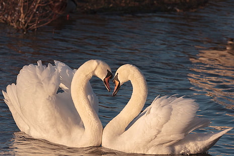 bird, couple, elegance, female, graceful, love, male, pair, romance, romantic, swans, together, two, water, wildlife, HD wallpaper HD wallpaper