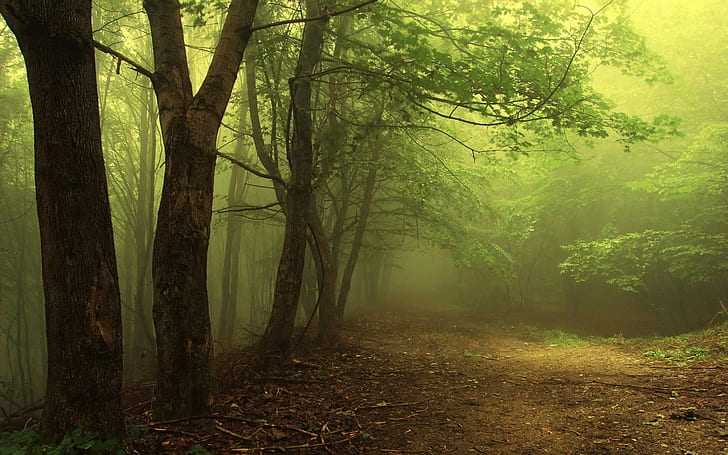 ป่าต้นไม้ธรรมชาติสีเขียวภูมิทัศน์พืช, วอลล์เปเปอร์ HD