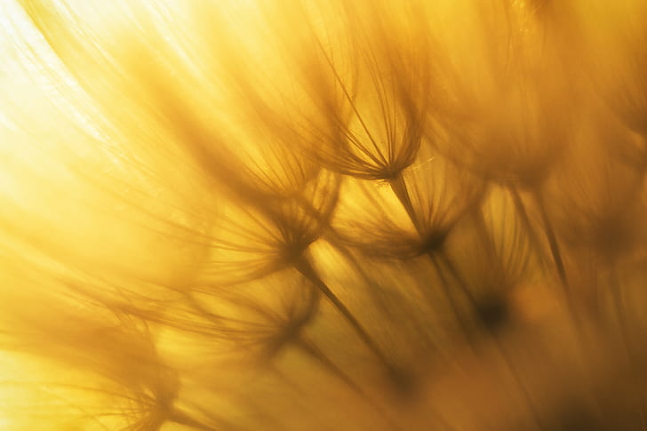 close-up photography of yellow dandelion, close-up photography, yellow, dandelion, Quedlinburg, Sony  ILCE-6000, Deutschland, Sun  Light, Sonne, Licht, SEL, Juni, nature, backgrounds, abstract, HD wallpaper