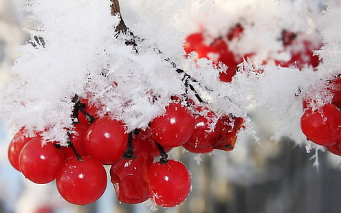 berries, cranberry, fruits, nature, red, snow, winter, HD wallpaper HD wallpaper