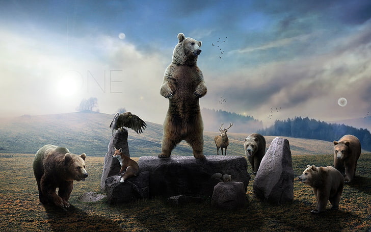 фотография медведя, стоящего на сером камне, животных, медведей, цифрового искусства, природы, HD обои