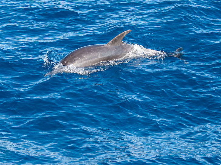 zdjęcie szarego delfina na wodzie, dziki, zdjęcie, woda, Gran Canaria, Hiszpania, niebieski, butlonos, rodzina, wakacje, gran-canaria, wyspa, ssak, ocean, na dworze, morze, wakacje, zwierzę, delfin, dzikiej przyrody, natura , wieloryb, Tapety HD