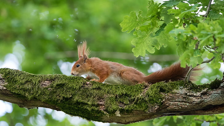 wild life photo of brown squirrel crawling on tree, red squirrel, red squirrel, Red Squirrel, wild life, photo, brown, tree, sciurus vulgaris, Reinhardswald, Tierpark, Sababurg, Wildlife, squirrel, rodent, animal, nature, mammal, cute, outdoors, animals In The Wild, fur, fluffy, forest, tail, HD wallpaper