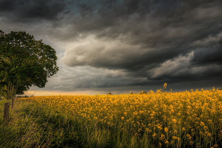 Tempesta di campo, campo di fiori, campo, tempesta, tempo, natura, fiori, giallo, Sfondo HD