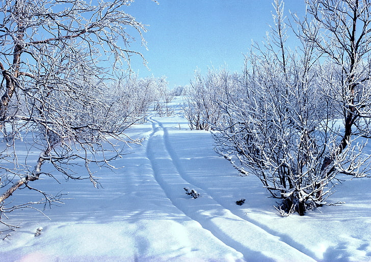 pine tree, snow, snowdrifts, traces, sledge, winter, HD wallpaper