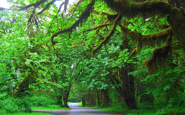 arbres à feuilles vertes, arbres, mousse, route, vert, paysage, Fond d'écran HD