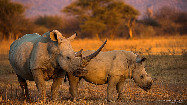 흰 코뿔소, 남아프리카, 동물, HD 배경 화면