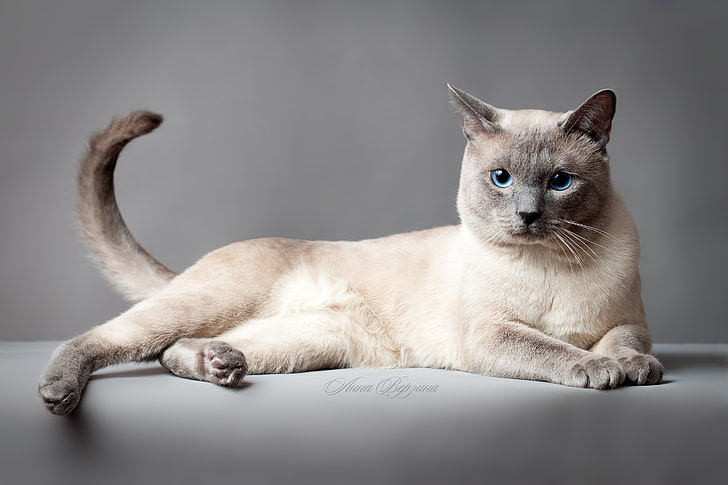 gato blanco y gris de pelo corto, gato, ojos, fondo gris, gato tailandés, el gato tailandés, Fondo de pantalla HD