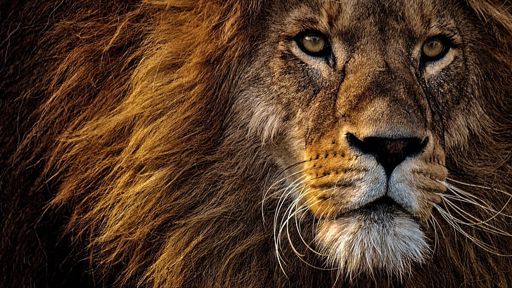 лицо льва, живая природа, лев, большая кошка, грива, крупный план, земное животное, мех, HD обои