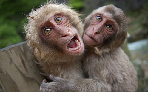 two brown monkeys, monkeys, couple, playful, cry, HD wallpaper HD wallpaper