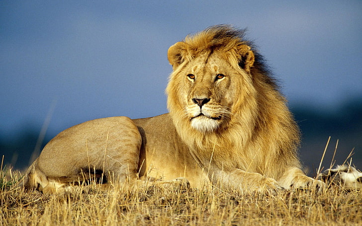 aslan, hayvanlar, büyük kediler, yaban hayatı, Afrika, HD masaüstü duvar kağıdı