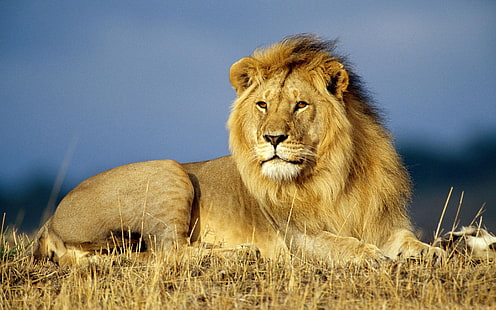 лев, животные, большие кошки, живая природа, Африка, HD обои HD wallpaper