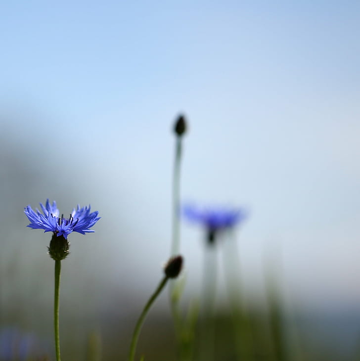 blue petaled flower in closeup photography, corn, corn, flower, closeup photography, cornflower  blue, blurred, bachelor's buttons, bokeh, cornfield, rye, bluebottle, straw, weed, weeds, bright, delicate, leaves, petals, nature, plant, summer, outdoors, meadow, close-up, springtime, HD wallpaper