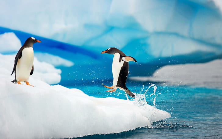 Gentoo Penguins Antarctica, два пингвина, пингвини, Антарктида, gentoo, животни и птици, HD тапет