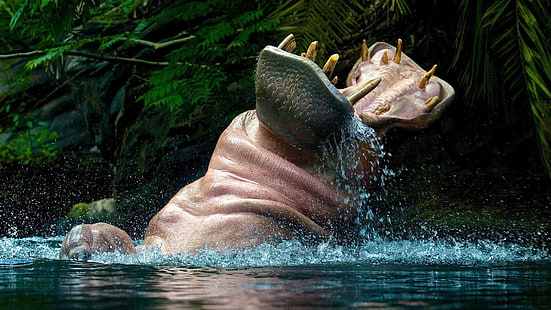 hipopótamo marrom, hipopótamos, animais, boca aberta, água, HD papel de parede HD wallpaper