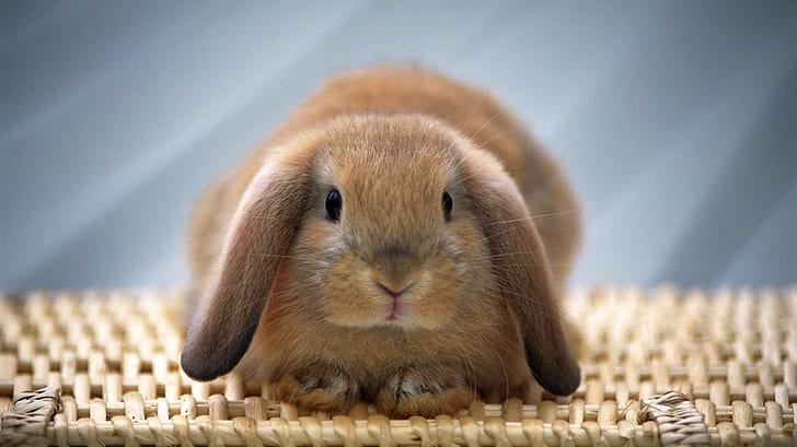 أرنب لطيف ، بني ، جميل ، أذن طويلة ، أرنب بني ، أرنب لطيف ، بني ، جميل ، أذن طويلة، خلفية HD