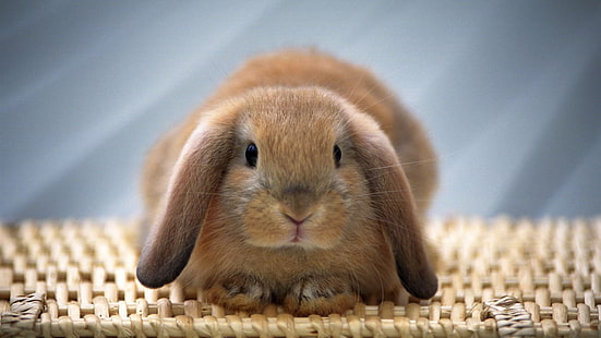 귀여운 토끼, 갈색, 사랑스러운, 긴 귀, 갈색 토끼, 귀여운 토끼, 갈색, 사랑스러운, 긴 귀, HD 배경 화면 HD wallpaper