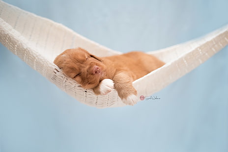 puppies, sleeping, hammocks, dog, animals, HD wallpaper HD wallpaper