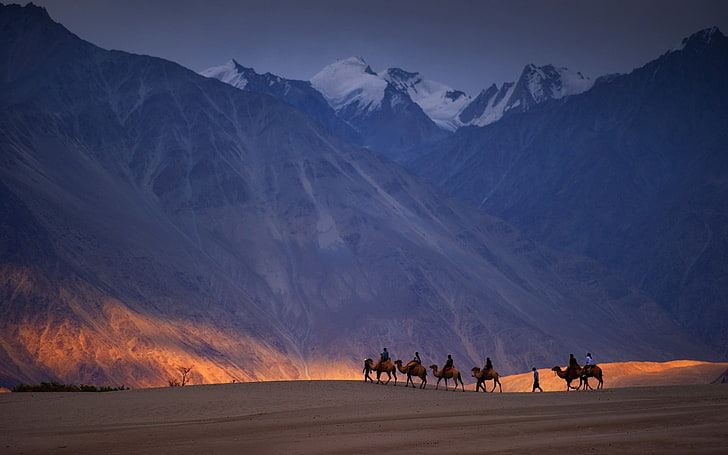 papel de parede de marcha dos camelos, natureza, paisagem, céu, rocha, montanhas, neve, deserto, camelos, pessoas, luz solar, HD papel de parede