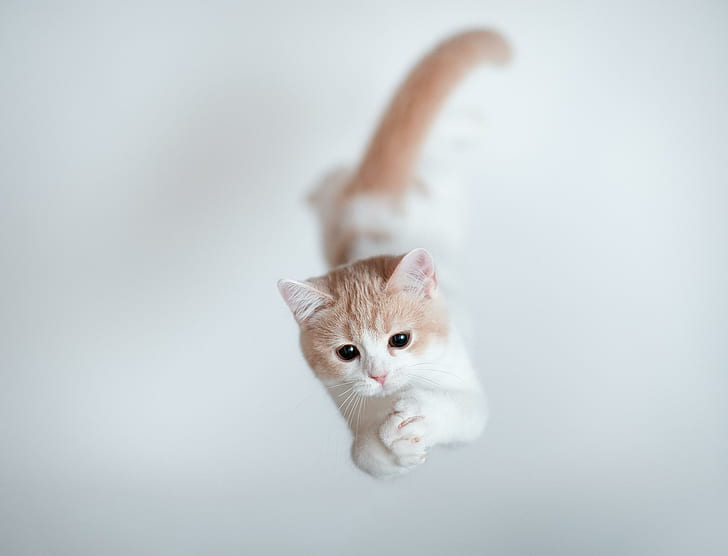 Feline Jump, kitten, cute, ben torode, animal, animals, HD wallpaper
