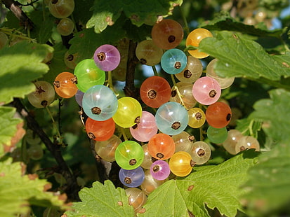 Reihe von bunten Johannisbeeren Früchten, Johannisbeeren, Beeren, bunt, Blätter, HD-Hintergrundbild HD wallpaper