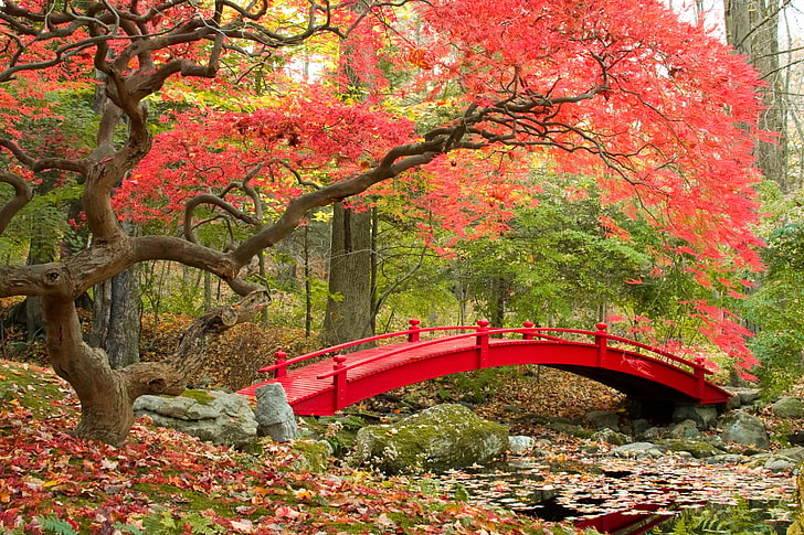 красный деревянный арочный мост, осень, мост, парк, японский сад, осенний сезон, HD обои