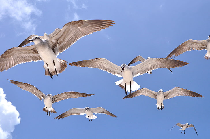 flock of white-and-brown seagulls, the sky, flight, birds, wings, Seagull, HD wallpaper