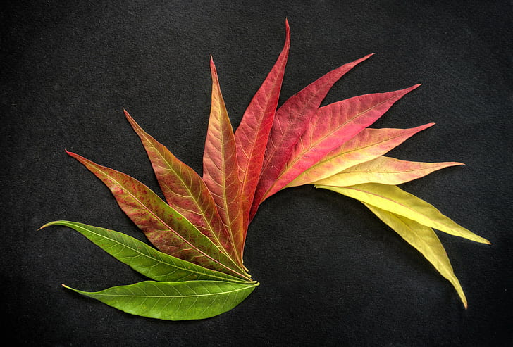 green, yellow, and red flower leaves, autumn colors, green, yellow, flower, autumn  leaves, HDR, RAW, NEX-6, SEL-P1650, за, Photomatix, black, background, plant, foliage, leaf  pattern, organic, leaf, autumn, nature, backgrounds, black Color, HD wallpaper