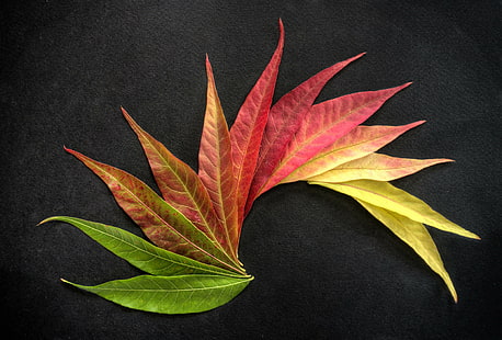зелени, жълти и червени цветни листа, есенни цветове, зелено, жълто, цвете, есенни листа, HDR, RAW, NEX-6, SEL-P1650, за, Photomatix, черно, фон, растение, зеленина, листен модел, органичен, листа, есен, природа, фонове, черен цвят, HD тапет HD wallpaper