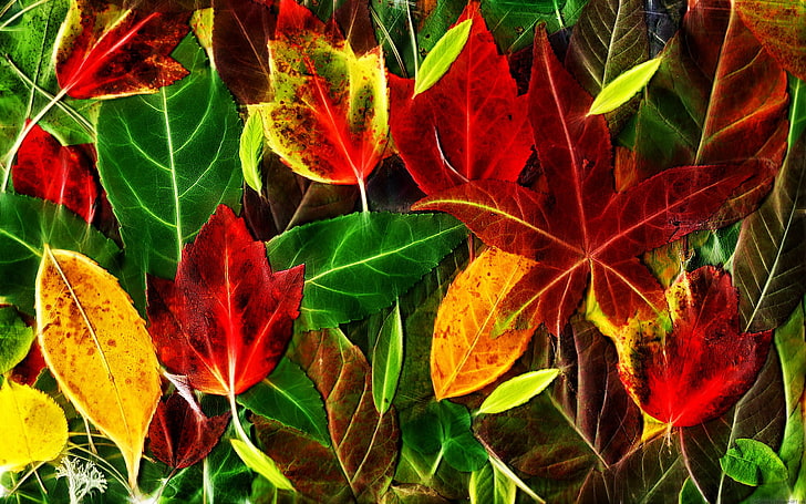red, yellow, and green leaf illustration, leaves, fall, red, green, yellow, HD wallpaper