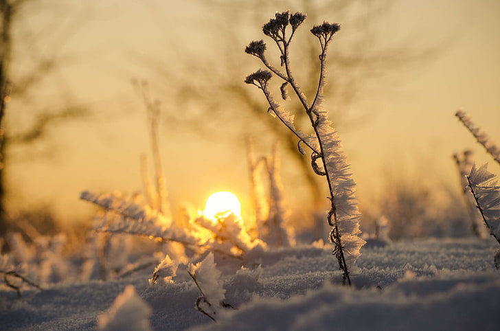cold, flowers, frosty, leaf, morning, outdoor, snow, sunrise, sunshine, winter, HD wallpaper