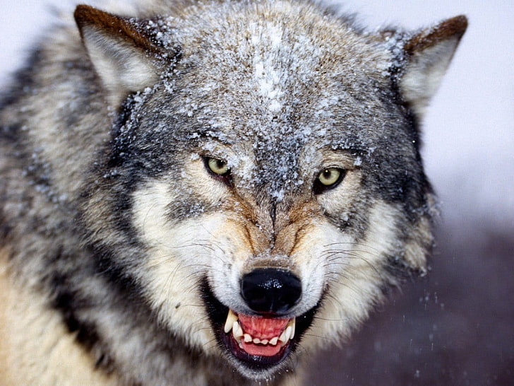 Brauner und schwarzer Wolf, Tiere, Wolf, HD-Hintergrundbild