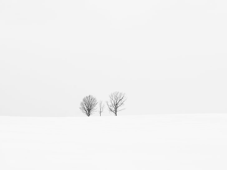Aligned Trees, three bare trees, Aero, White, Winter, Tree, Cloudy, Japan, Snow, hokkaidoprefecture, biei, bieicho, hokkaido, arcreyes, kamikawagun, HD wallpaper