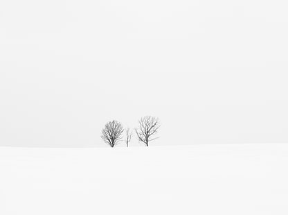 Aligned Trees, three bare trees, Aero, White, Winter, Tree, Cloudy, Japan, Snow, hokkaidoprefecture, biei, bieicho, hokkaido, arcreyes, kamikawagun, HD wallpaper HD wallpaper