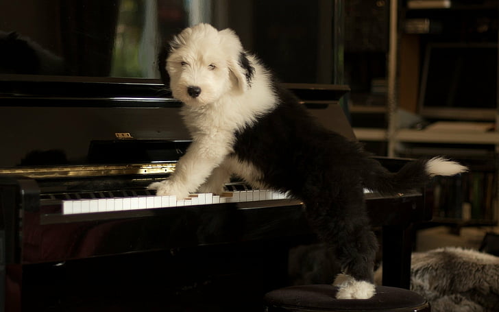 犬、オールドイングリッシュシープドッグ、動物の赤ちゃん、犬、ペット、ピアノ、子犬、 HDデスクトップの壁紙