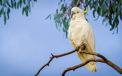 Tiere, Vögel, Kakadu, Papagei, Gelbhaubenkakadu, HD-Hintergrundbild HD wallpaper