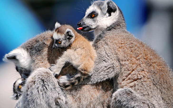 funny lemurs-Animal Photography wallpaper, brown and black meerkat, HD wallpaper