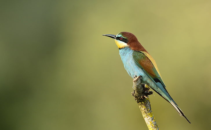 brown, yellow, green, and light-blue short-beak bird, poultry, bee-eater, golden bee-eater, branch, HD wallpaper