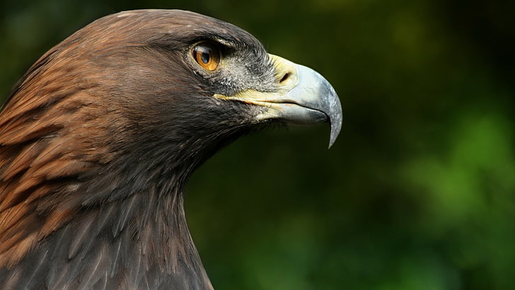 brauner Falke, Makro, Vogel, Kopf, Schnabel, Falke, Falke, HD-Hintergrundbild