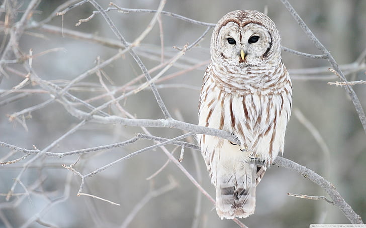 White Owl 1, white and brown barn owl, white, HD wallpaper