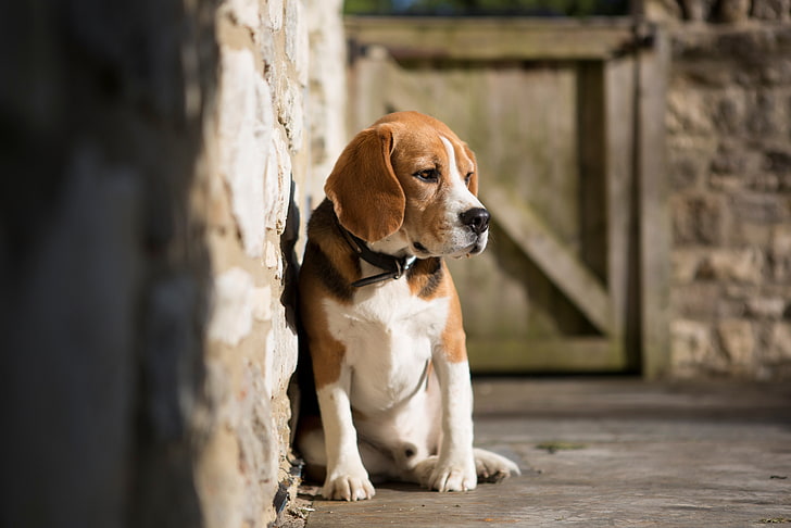 Erwachsene Tricolor Beagle, Hunde, Gesicht, Hintergrund, Wand, Widescreen, Wallpaper, Hund, Vollbild, HD Wallpaper, Vollbild, HD-Hintergrundbild