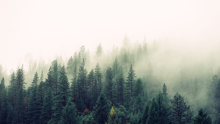 hillside, forest, mountainside, foggy, fog, pine forest, fir forest, haze, HD wallpaper