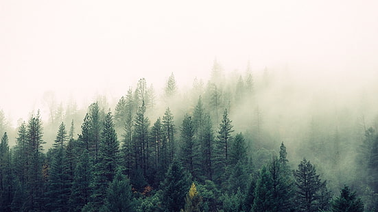 склон горы, лес, склон горы, туман, туман, сосновый лес, еловый лес, дымка, HD обои HD wallpaper