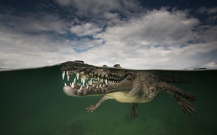 gray crocodile, animals, underwater, reptiles, crocodiles, HD wallpaper