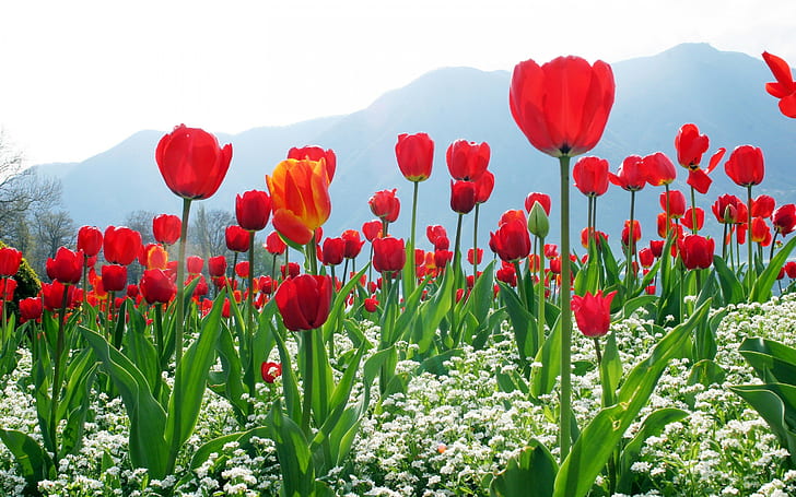 Tulipani rossi, montagne, cielo, fiori, rossi, tulipani, Sfondo HD